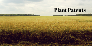 Patent your plants today
