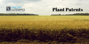Plant Patent